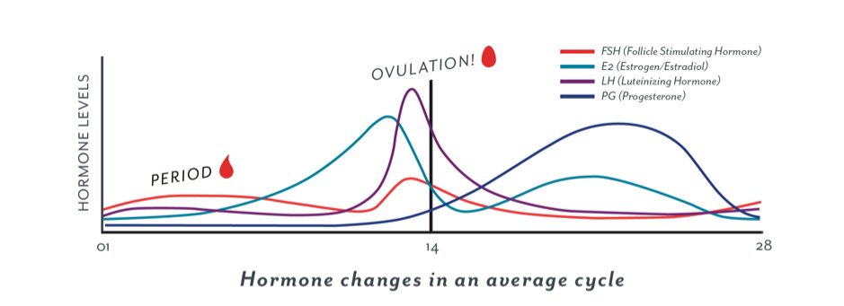 hormones changes in an average cycle
