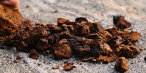 Chaga