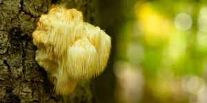 Lion’s Mane