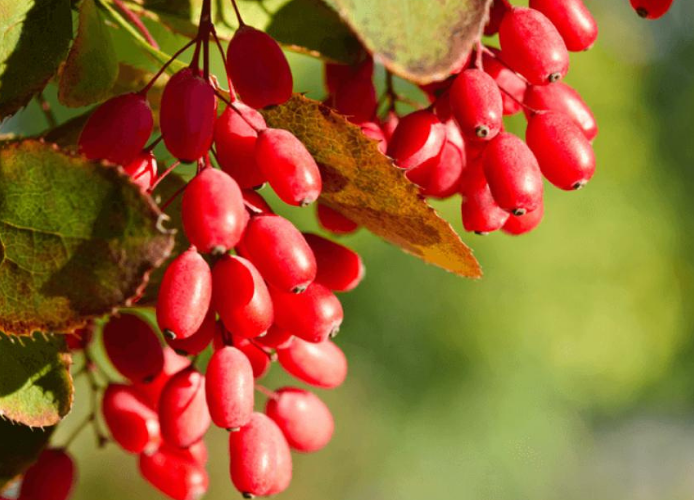 7 Powerful Uses of Berberine by Shawn Wells