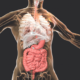Gut Health