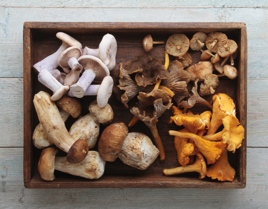 Shawn Wells The Ingredientologist Medicinal Mushrooms