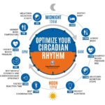 Shawn Wells Morning Biohacks Circadian Rhythm